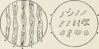 An illustration from Textiles and clothing, by Kate Heintz Watson (1914)