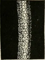 An illustration from Textiles and clothing, by Kate Heintz Watson (1914)