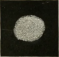An illustration from Textiles and clothing, by Kate Heintz Watson (1914)