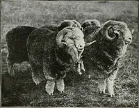 An illustration from Textiles and clothing, by Kate Heintz Watson (1914)
