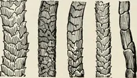 An illustration from Textiles and clothing, by Kate Heintz Watson (1914)