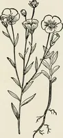 An illustration from Textiles and clothing, by Kate Heintz Watson (1914)