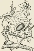 An illustration from Textiles and clothing, by Kate Heintz Watson (1914)