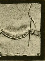 An illustration from Textiles and clothing (1910)