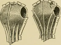 An illustration from Textiles and clothing (1910)