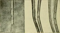 An illustration from Textiles and clothing (1910)