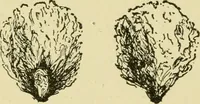 An illustration from Textiles and clothing (1910)