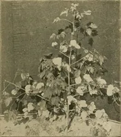 An illustration from Textiles and clothing (1910)