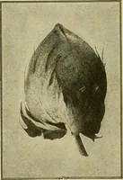 An illustration from Textiles and clothing (1910)