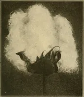 An illustration from Textiles and clothing (1910)