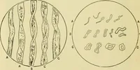 An illustration from Textiles and clothing (1910)