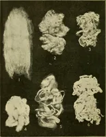 An illustration from Textiles and clothing (1910)