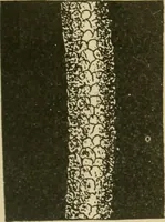 An illustration from Textiles and clothing (1910)