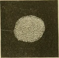 An illustration from Textiles and clothing (1910)