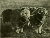 An illustration from Textiles and clothing (1910)