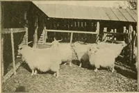 An illustration from Textiles and clothing (1910)