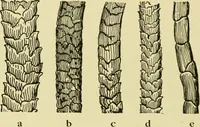 An illustration from Textiles and clothing (1910)