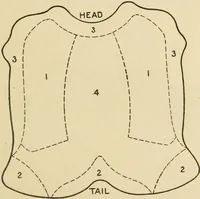 An illustration from Textiles and clothing (1910)
