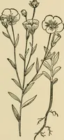 An illustration from Textiles and clothing (1910)