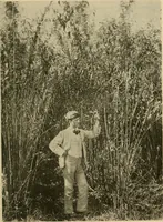 An illustration from Textiles and clothing (1910)