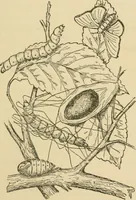 An illustration from Textiles and clothing (1910)