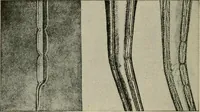 An illustration from Textiles and clothing (1907)