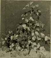 An illustration from Textiles and clothing (1907)