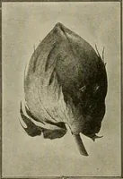An illustration from Textiles and clothing (1907)
