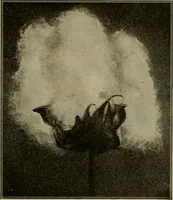 An illustration from Textiles and clothing (1907)