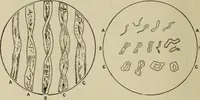 An illustration from Textiles and clothing (1907)