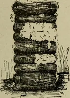 An illustration from Textiles and clothing (1907)