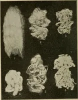 An illustration from Textiles and clothing (1907)