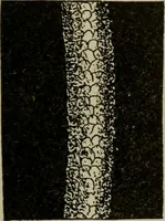 An illustration from Textiles and clothing (1907)