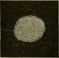 An illustration from Textiles and clothing (1907)