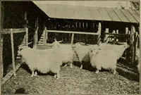 An illustration from Textiles and clothing (1907)