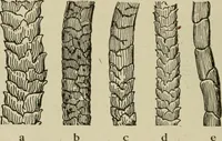 An illustration from Textiles and clothing (1907)