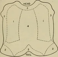 An illustration from Textiles and clothing (1907)