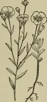 An illustration from Textiles and clothing (1907)