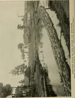An illustration from Textiles and clothing (1907)