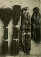 An illustration from Textiles and clothing (1907)
