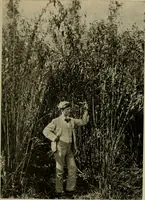 An illustration from Textiles and clothing (1907)
