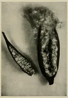 Picture 6 of 7 from Textiles; a handbook for the student and the consumer (1926), leaf 369