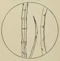 Picture 7 of 7 from Textiles; a handbook for the student and the consumer (1926), leaf 395