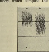 Picture 4 of 5 from Textiles; a handbook for the student and the consumer (1913), leaf 119