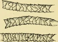 An illustration from Textile soaps and oils; a handbook on the preparation, properties, and analysis of the soaps and oils used in textile manufacturing, dyeing, and printing (1904)