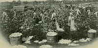 Picture 1 of 3 from Textiles, and the origin of their names (1906), leaf 5