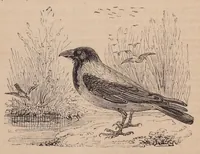 An illustration from The Field Book, 1833 (1833)