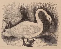 An illustration from The Field Book, 1833 (1833)
