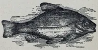 An illustration from The Boys’ book of manly exercises, sports, and games. (1881)