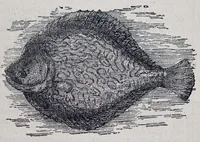 An illustration from The Boys’ book of manly exercises, sports, and games. (1881)